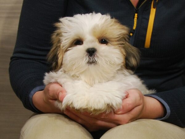 Shih Tzu-DOG-Female-Brown & White-16459-Petland Iowa City, Iowa