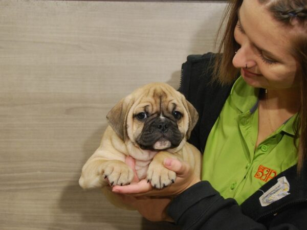Mini Bulldog-DOG-Female-Fawn-16719-Petland Iowa City, Iowa