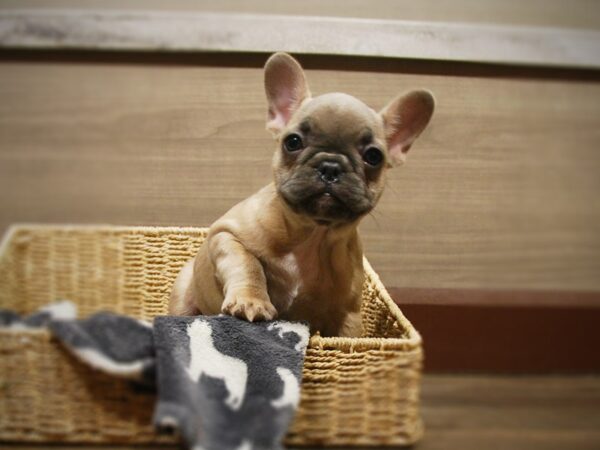 French Bulldog-DOG-Male-Blue Fawn-16809-Petland Iowa City, Iowa