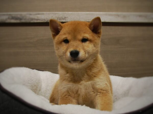 Shiba Inu-DOG-Male-Red-16812-Petland Iowa City, Iowa