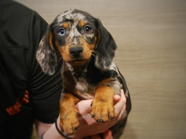 Dachshund-DOG-Male-Daple-16970-Petland Iowa City, Iowa