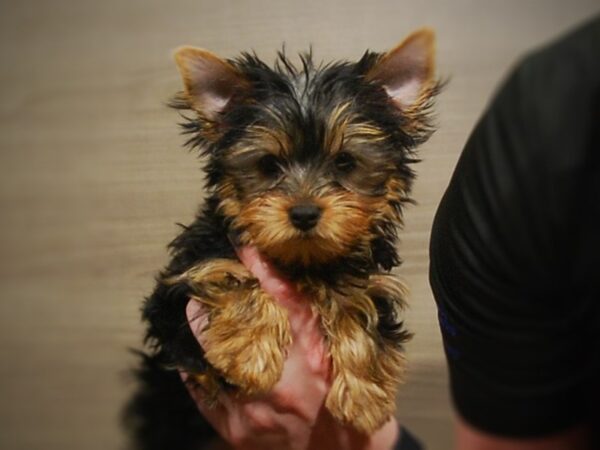 Yorkshire Terrier-DOG-Female-Black & Gold-16972-Petland Iowa City, Iowa