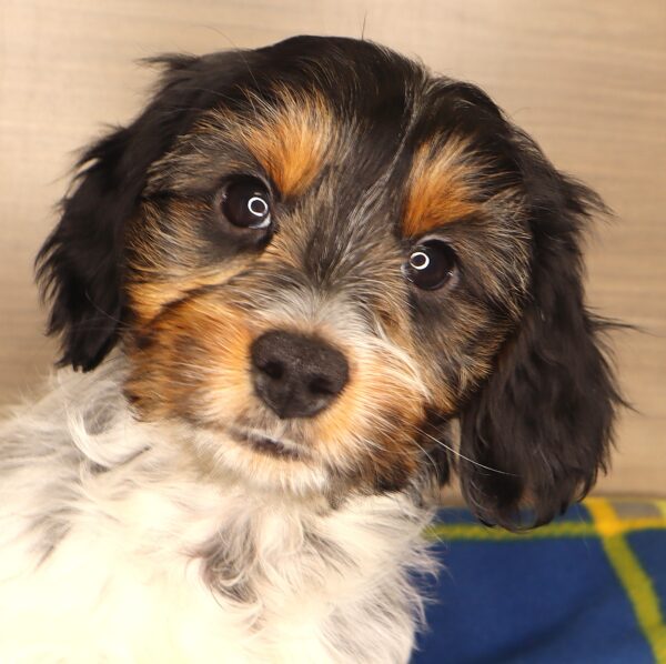 [#25477-02] - Black / White M Dorkie Puppies For Sale