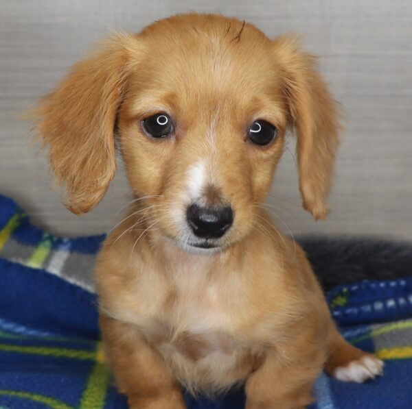 [#254-06] - Cream F Dachshund Puppies For Sale