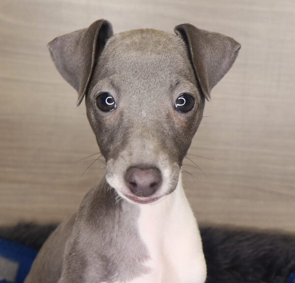 [#25535-06] - Blue F Italian Greyhound Puppies For Sale