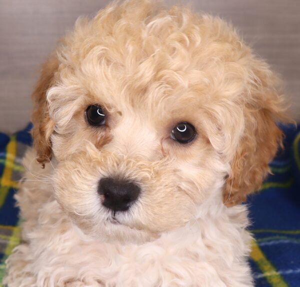 [#25698-02] - Red M Poodle Puppies For Sale